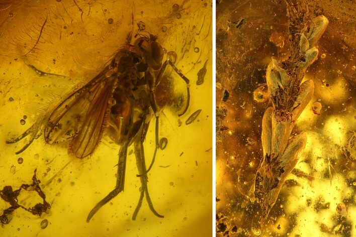 Detailed Fossil Fly (Dolichopodidae) & Thuja Twig In Baltic Amber #170061